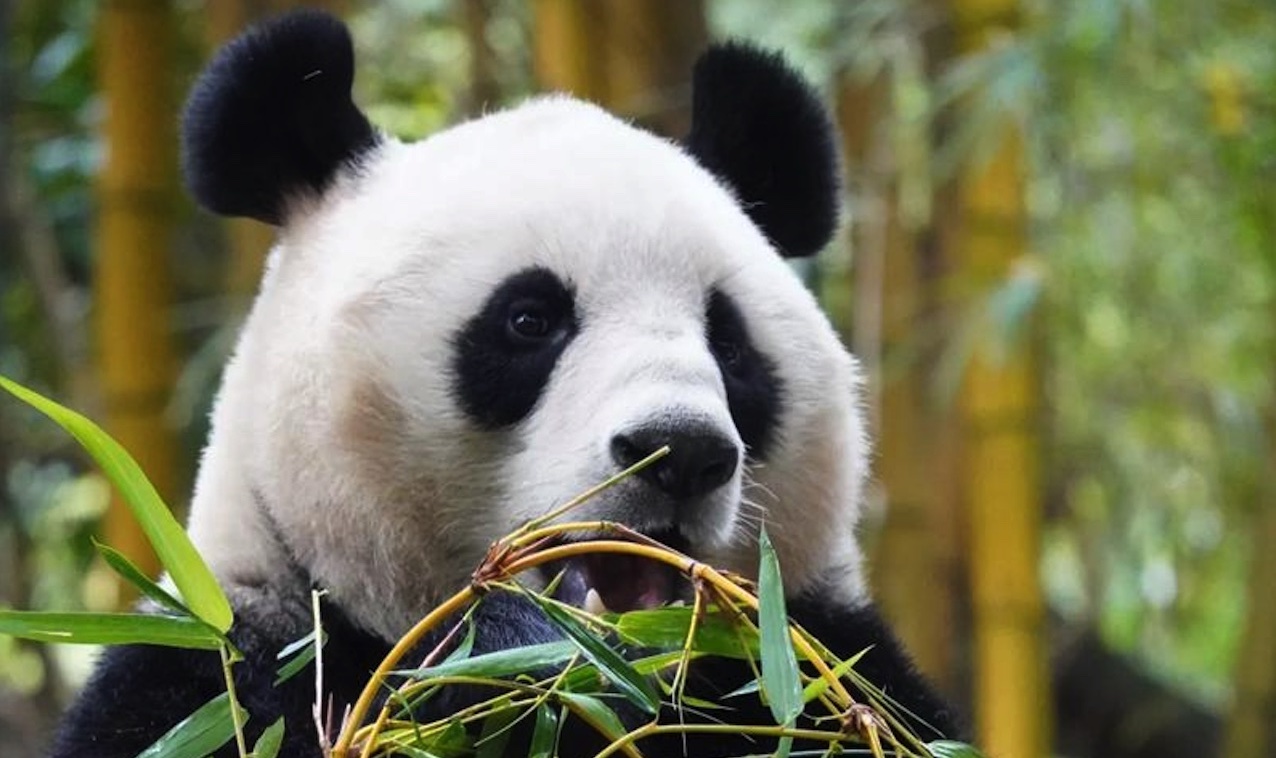 大熊猫
